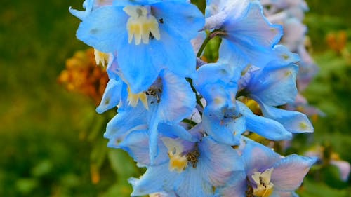 클로즈업보기 푸른 꽃 비디오