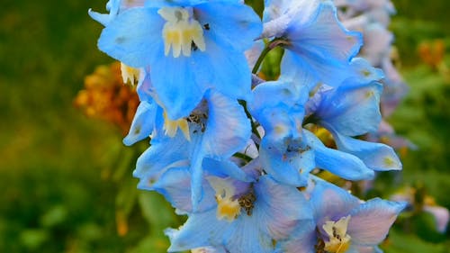 Close-up View Blue Flowers Video