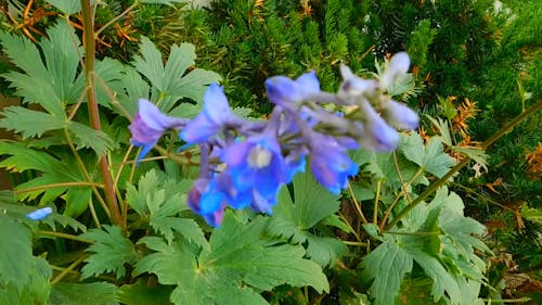 Blue Flowers