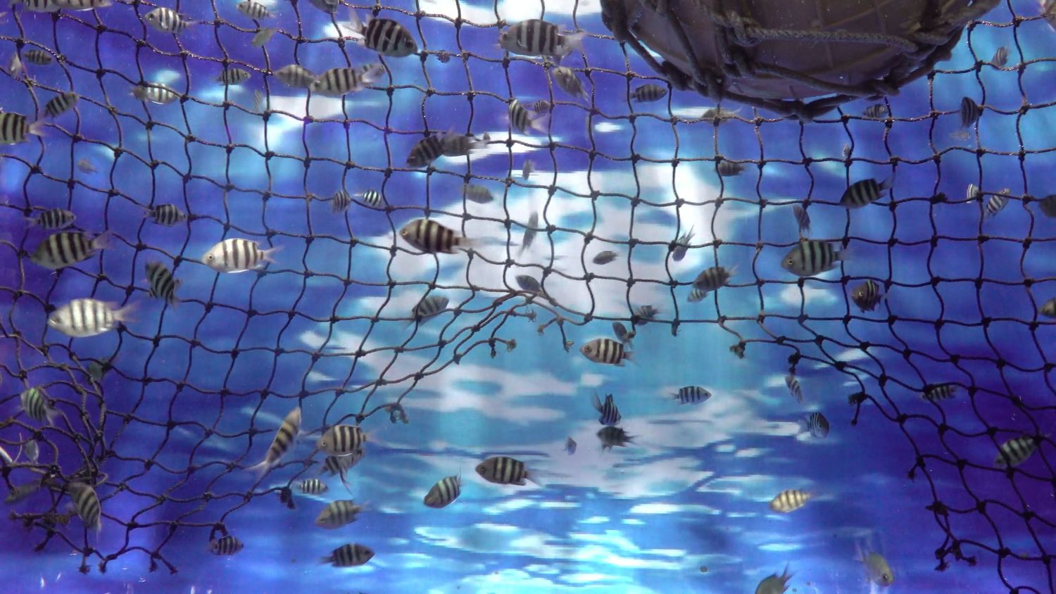 Ocean Fish Videos, Download The BEST Free 4k Stock Video Footage ...