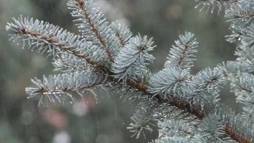 Silver Spruce Branches Under The Rain