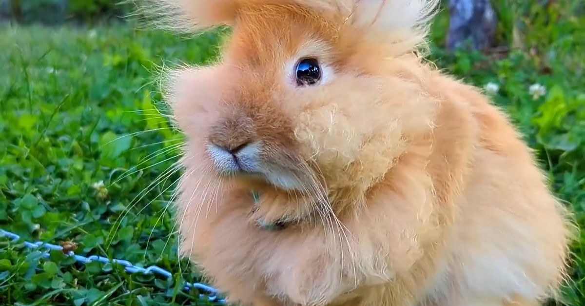 Usung Rampant Rabbit Close-up View of Hairy Rabbit on Grass Free Stock Video Footage ...