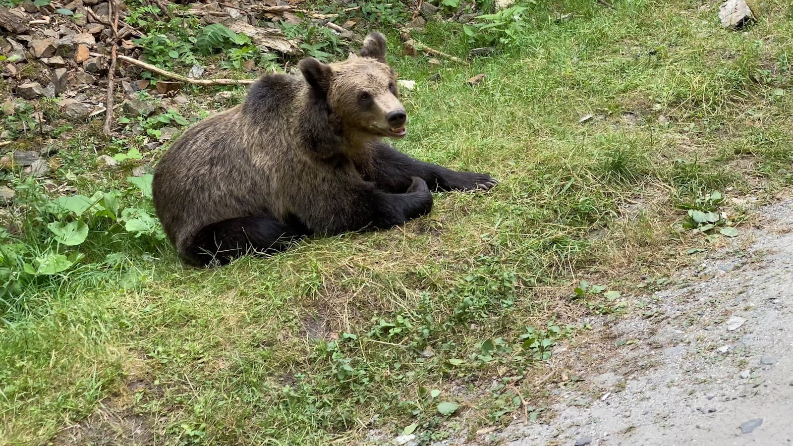 Dangerous Bear Videos, Download The BEST Free 4k Stock Video Footage