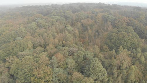 Trees in Forest Drone Footage