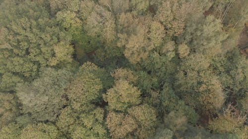 Woods in Autumn