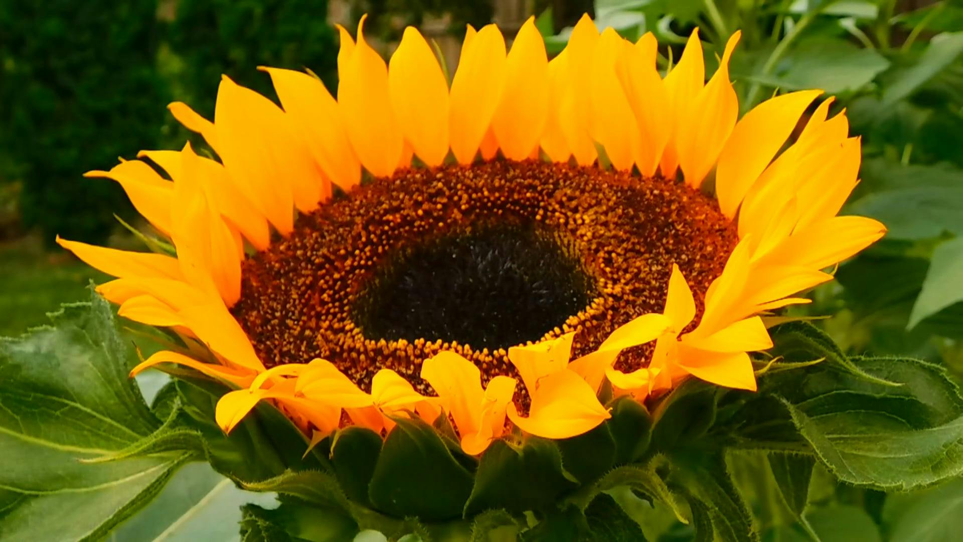 Slow Motion Video of Beautiful Sunflowers in Fields Free Stock Video