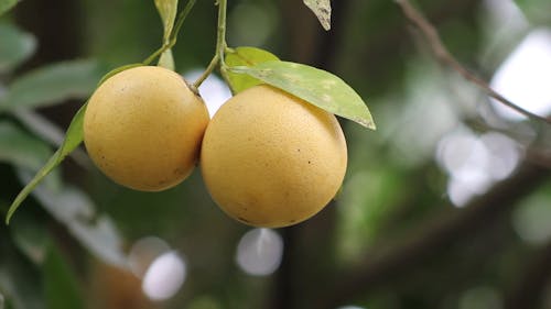 Harvesting A Grapefruit