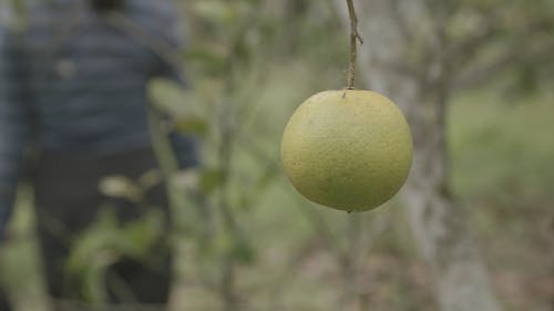 Apple in Garden