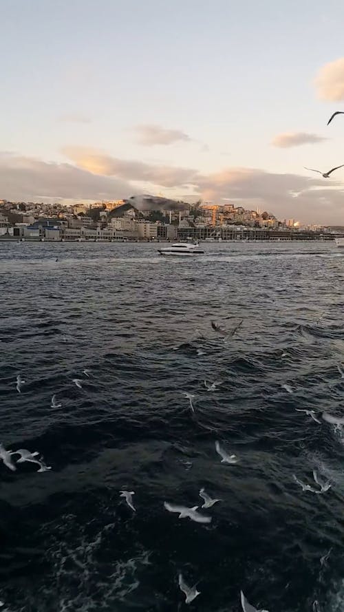 Seagulls Flying behind Ship near Galata in Istanbul