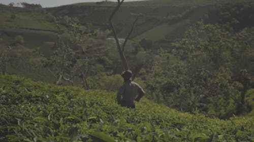 Farmer Looking At His Crops