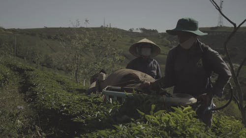 Harvesting Tea Leaves