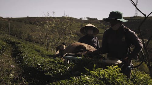 People Harvesting Tea Leaves