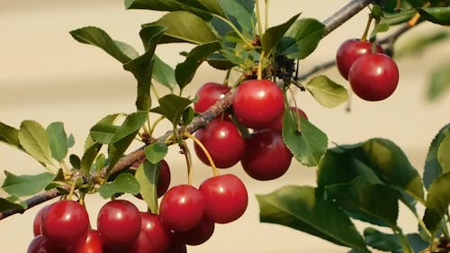 Close-Up Of Fresh Cherries 