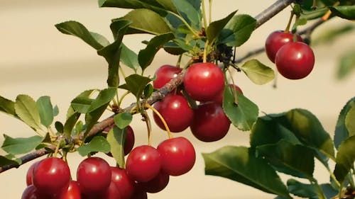 Close Up świeżych Wiśni