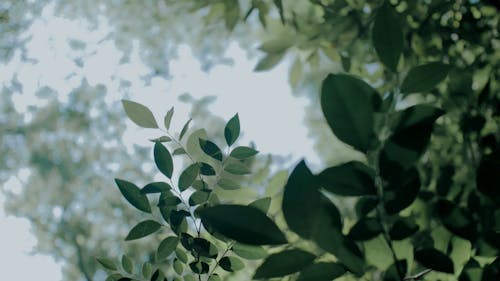 Close up of Green Plants and Branches