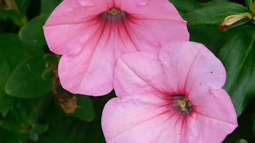 Pale Pink Petunia Video