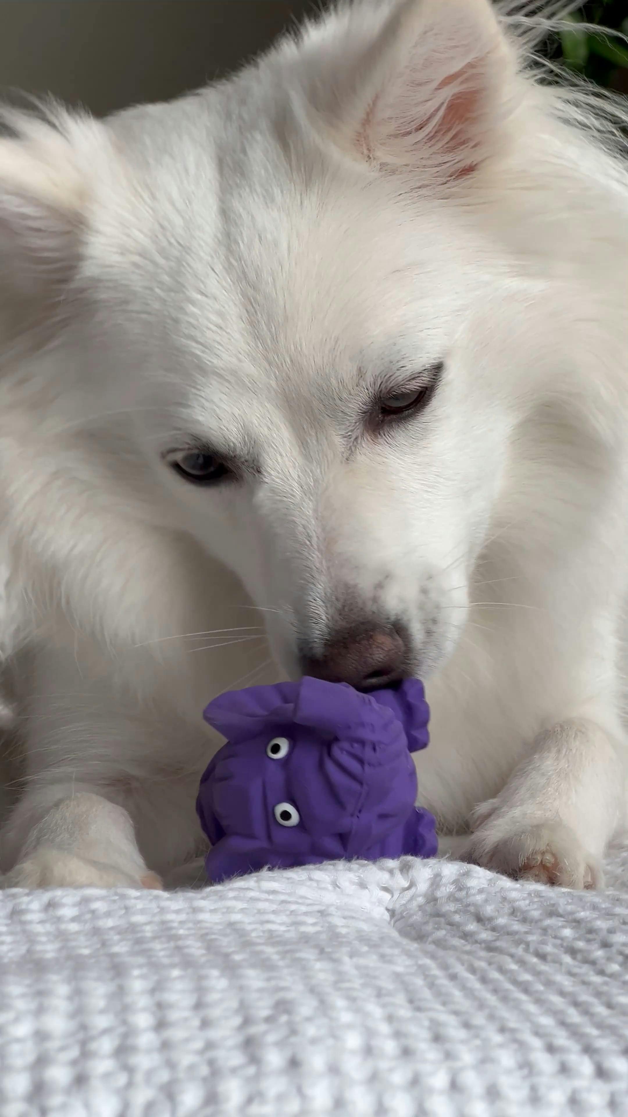 Dog Playing with Toy Free Stock Video Footage, RoyaltyFree 4K & HD