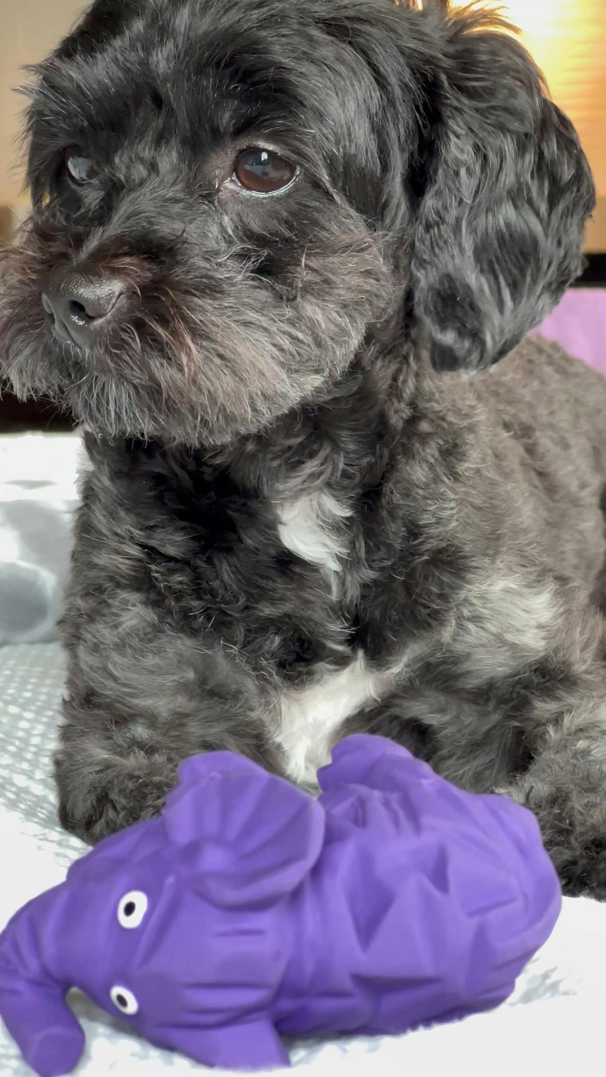 Dog Play With Toys Videos, Download The BEST Free 4k Stock Video