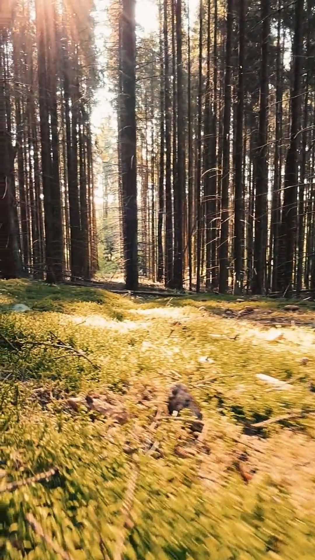 Video by Dmitry Marchenkov