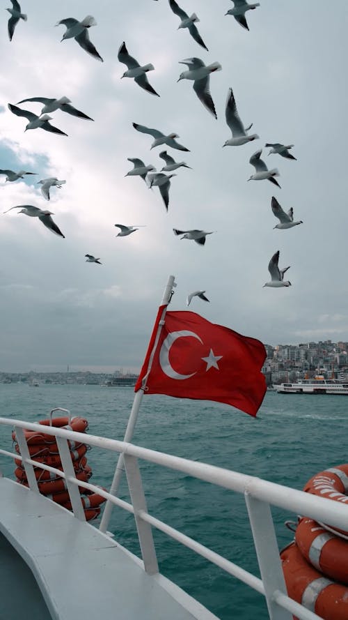 A Flock of Seagulls Flying by a Ferry Boat in Istanbul, Turkey