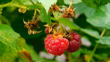 raspberries hanging on tree