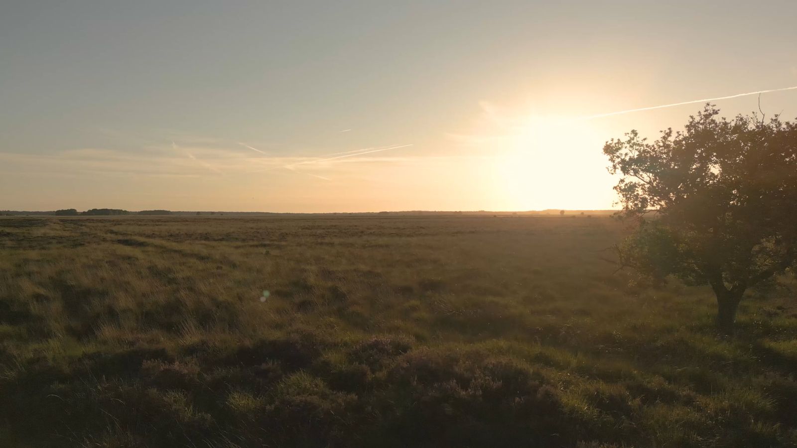 An aerial view of a tree in a field Free Stock Video Footage, Royalty ...