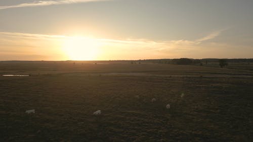 Drone View of Cows Walking in a Field at Sunset 