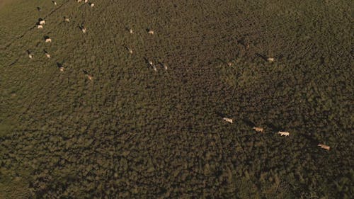 Drone Footage of Cows Walking in a Field