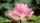 lotus blossom