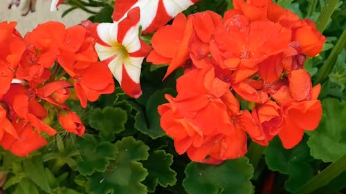 Close-Up Video of Petunia Flowers