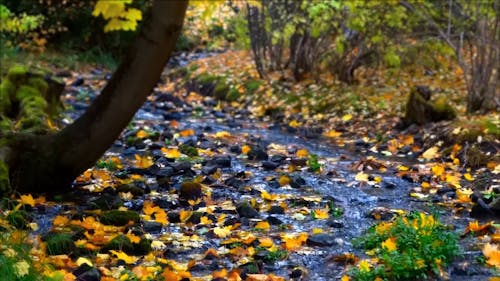 Stream With Fallen Leaves