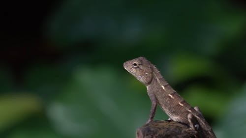 Lizard on Wood