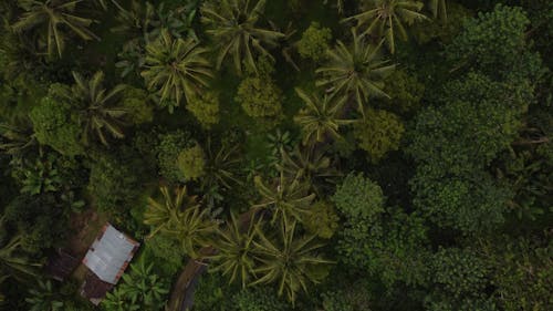 Overhead View of Trees on Island