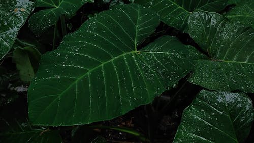 Leaves druing Rainfall