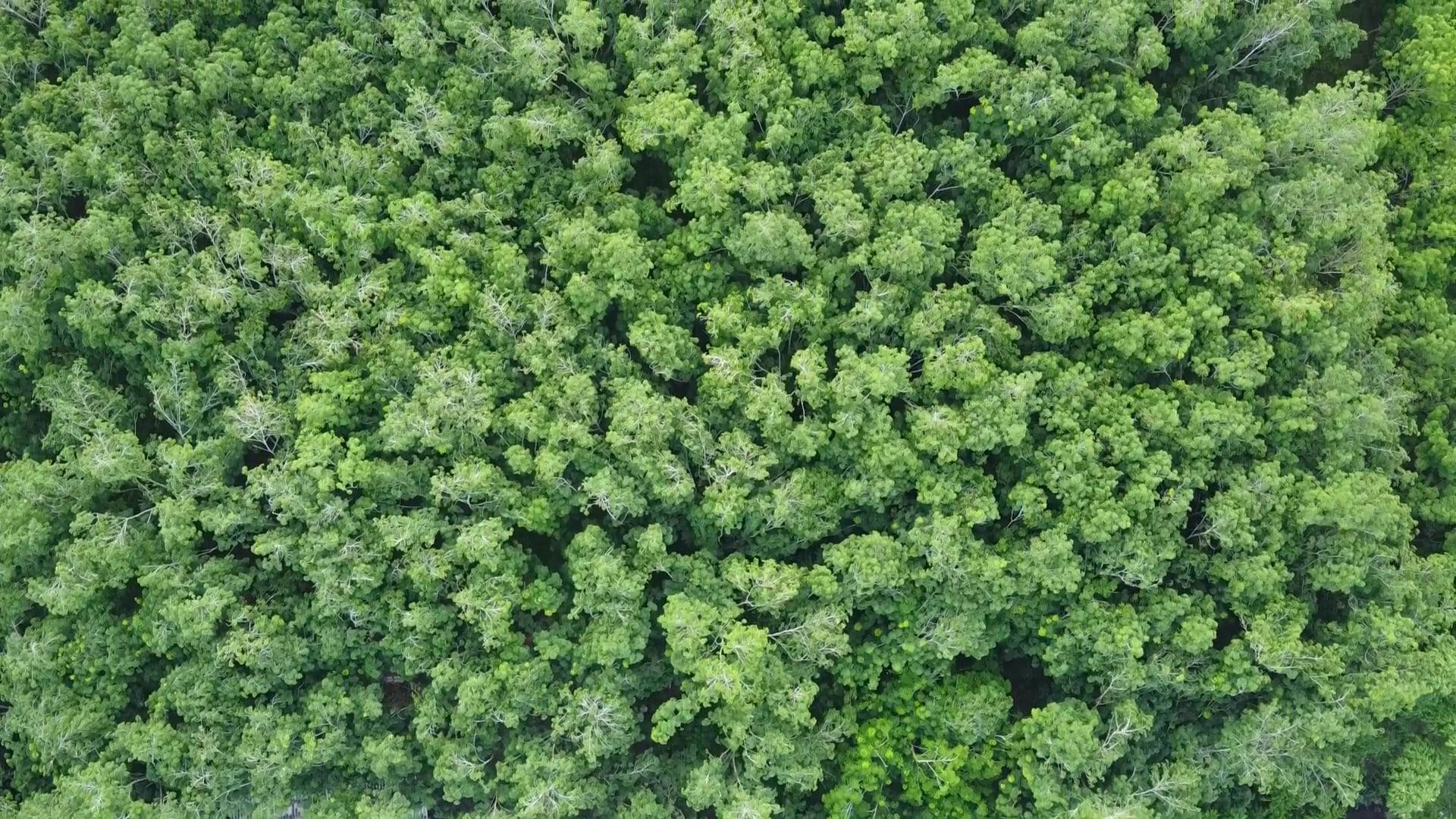 Video by naratip sretan