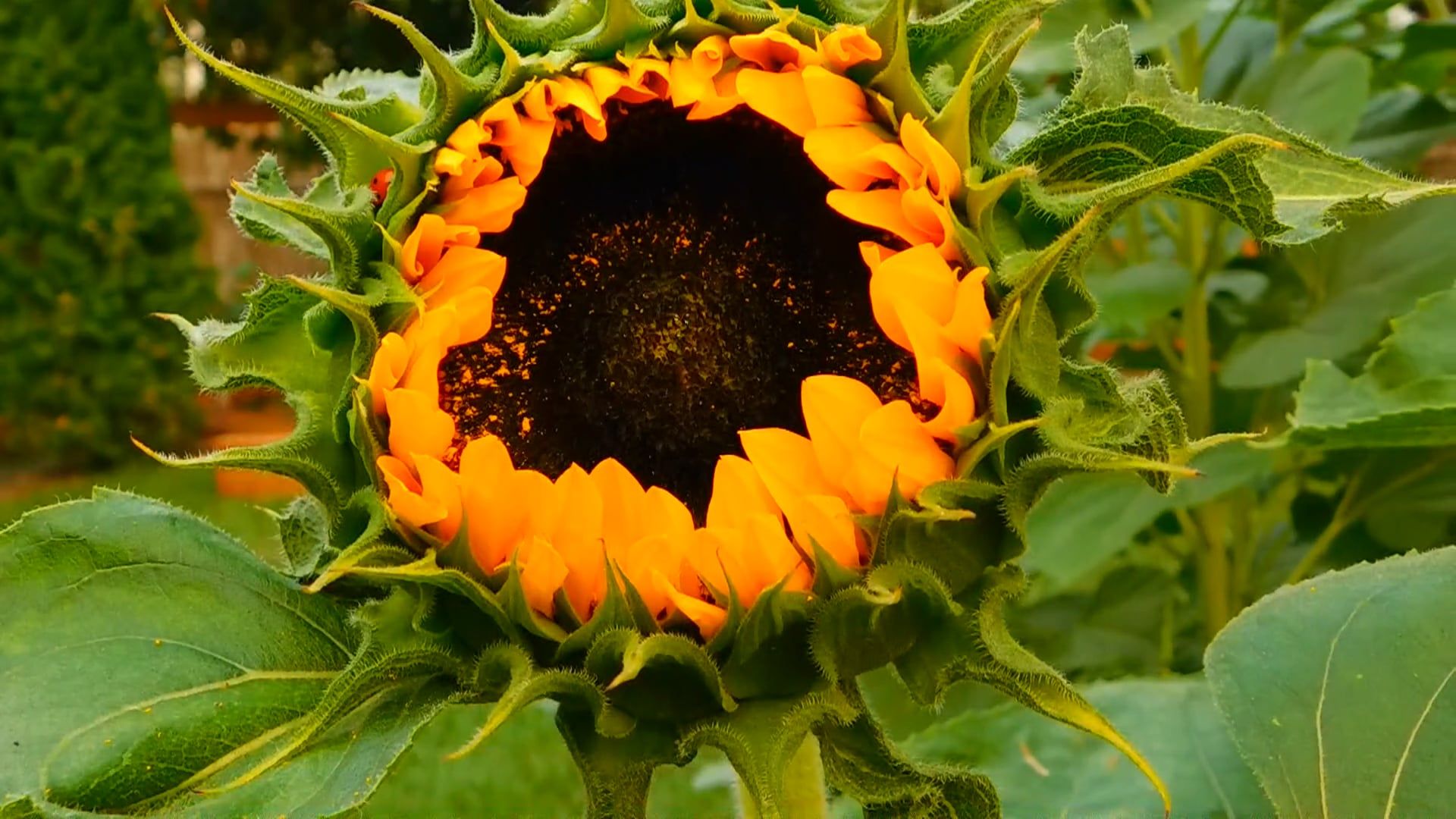 Sunflower Bloom Free Stock Video Footage, Royalty-Free 4K & HD Video Clip