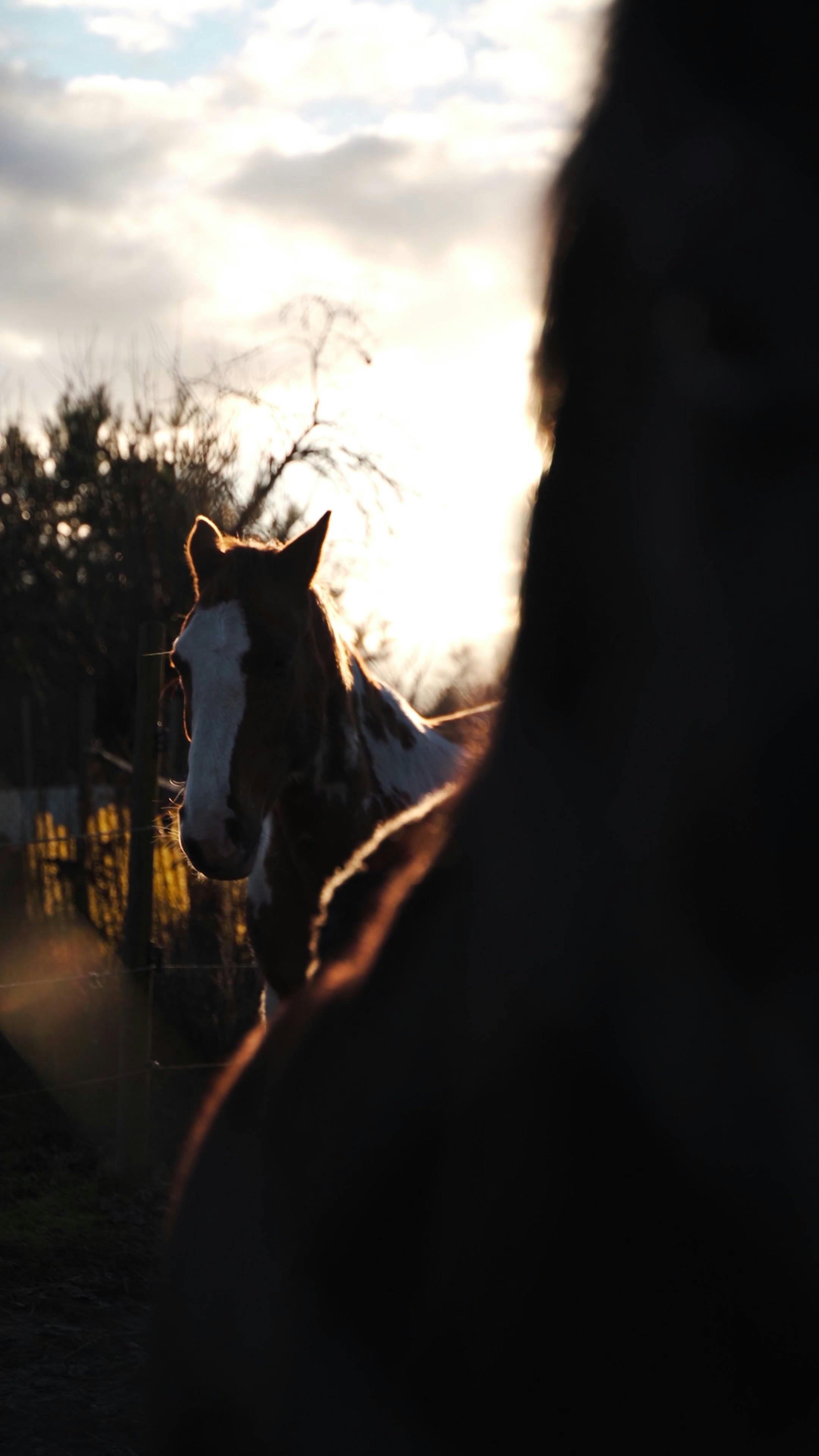 Yoga Practices for Horse Lovers