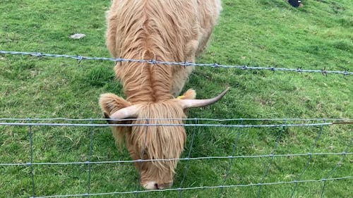 Cow Eating Grass