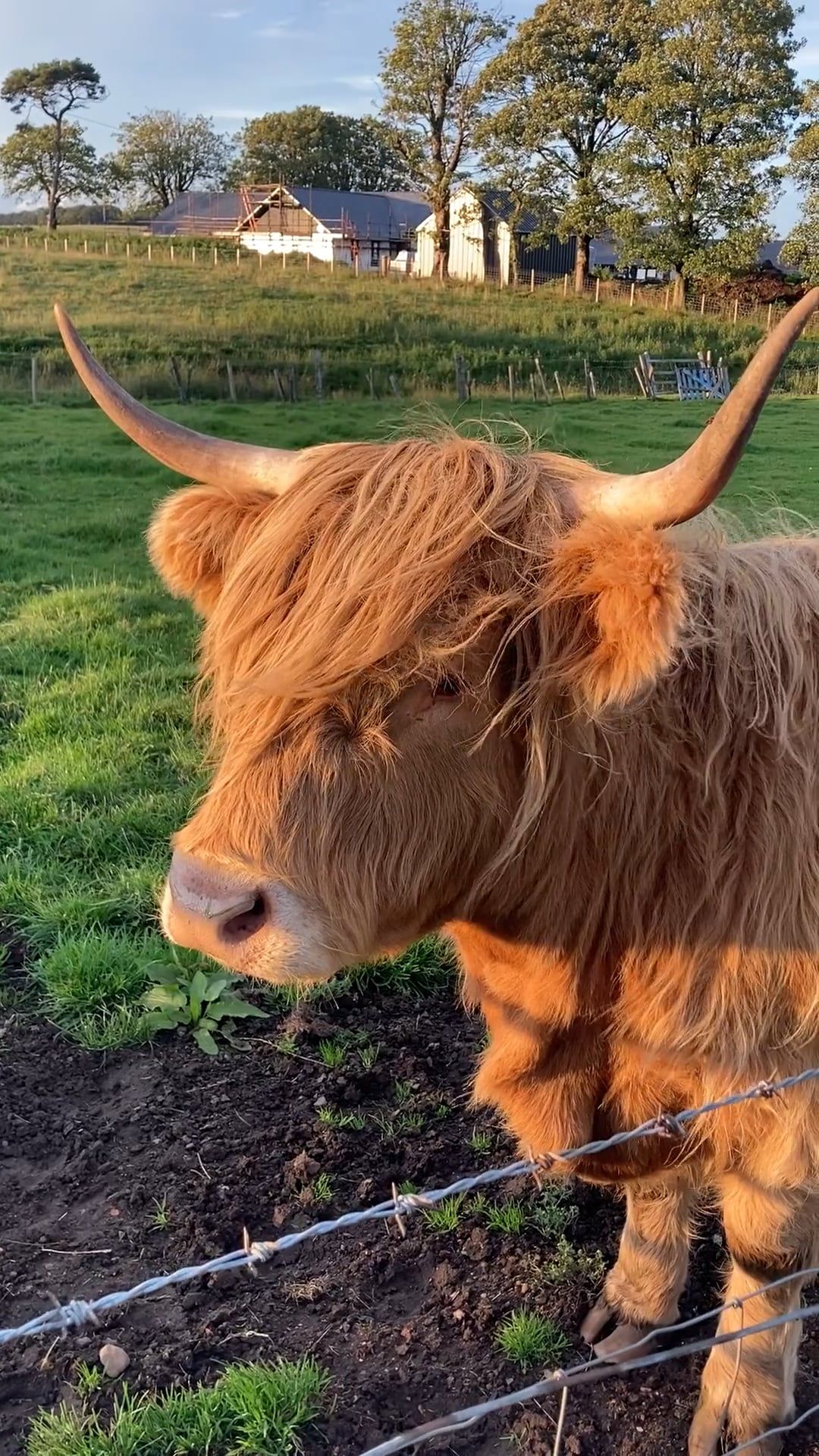 Close up of Cow Free Stock Video Footage, Royalty-Free 4K & HD Video Clip