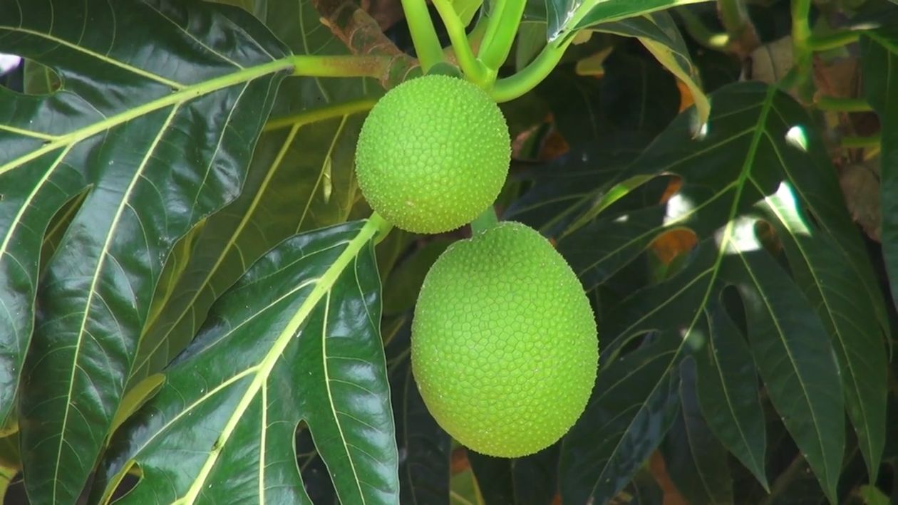 Close up of Fruit on Tree Free Stock Video Footage, Royalty-Free 4K ...