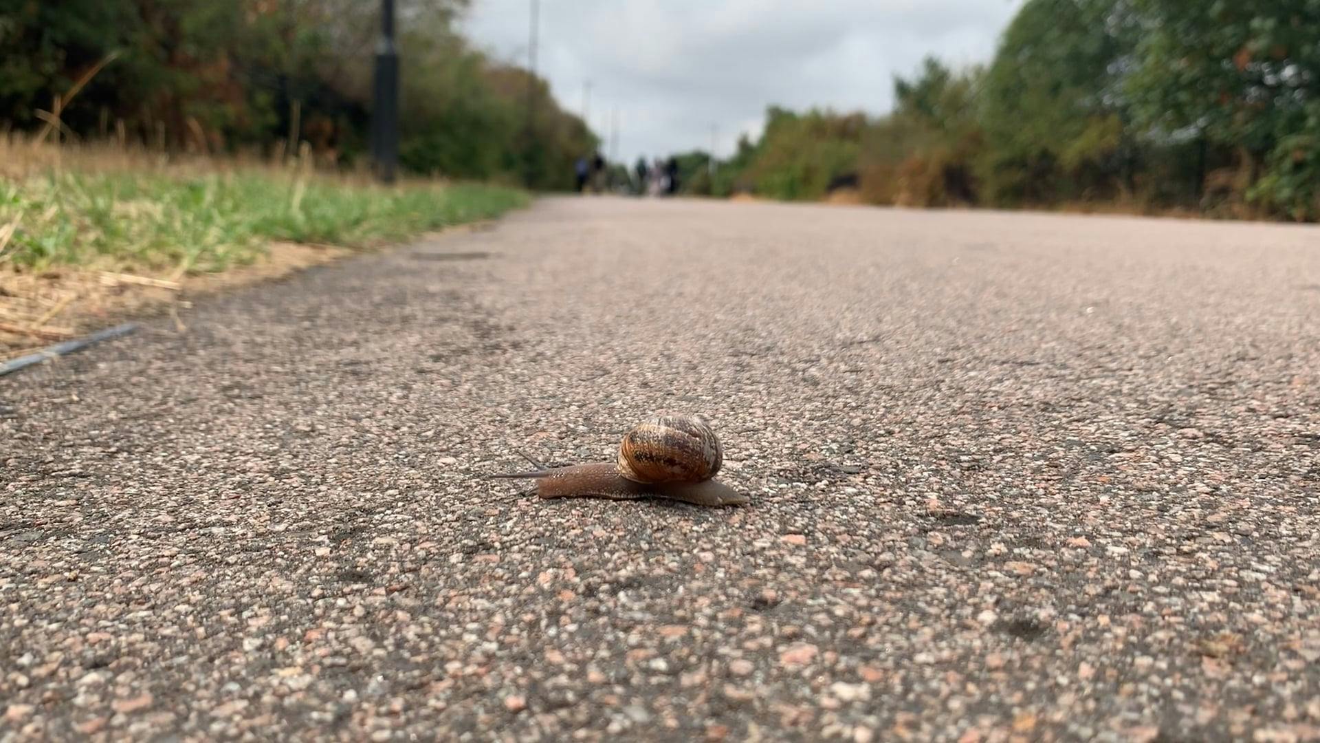 Snail Crossing Road Free Stock Video Footage, RoyaltyFree 4K & HD