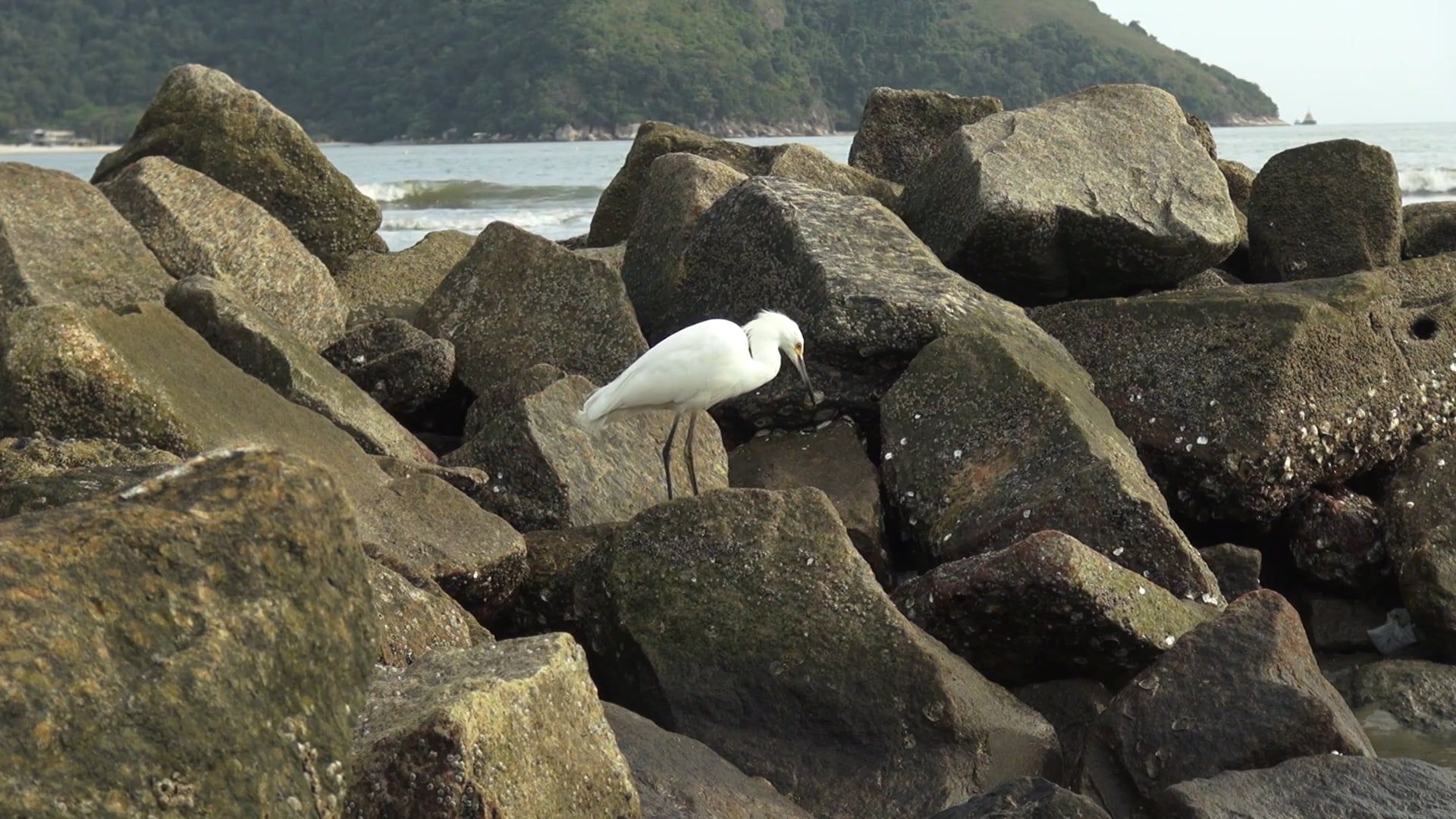 Bird on Rocks on Sea Shore Free Stock Video Footage, Royalty-Free 4K ...