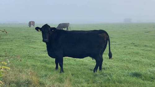 Black Cow on Pasture