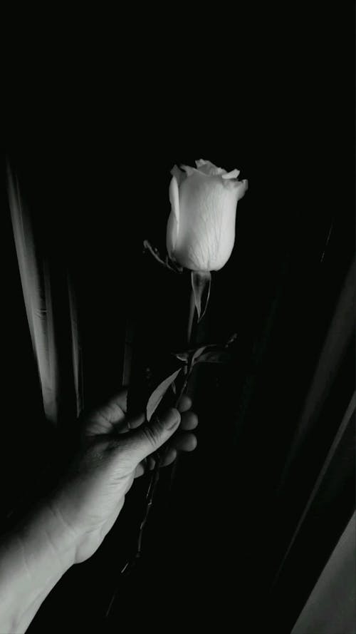Monochrome Video of a Person Holding a Rose