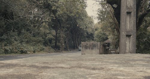 Cars Driving on Road in Forest