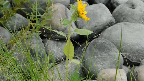 Yellow Wildflower Among Stones