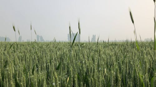 Crops in Field