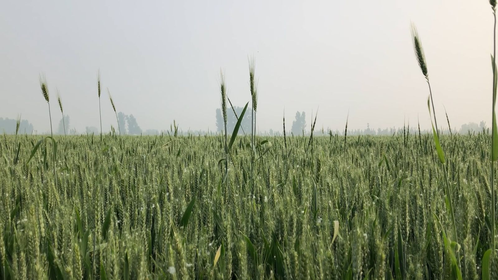 6,000+个最精彩的“Wheat”视频 · 100%免费下载 · Pexels素材视频