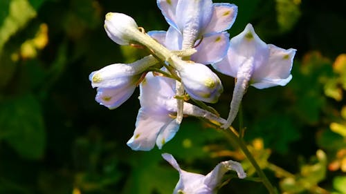 Close-Up Of A Flower