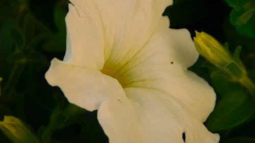Close-Up Video of White Petunia
